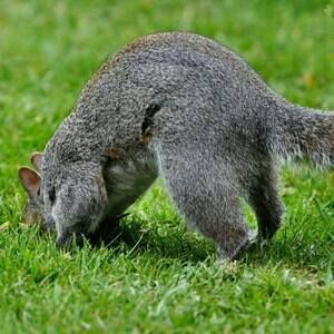 Meet your Posher, Patrick